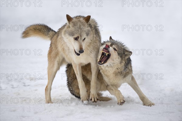 Algonquin wolf