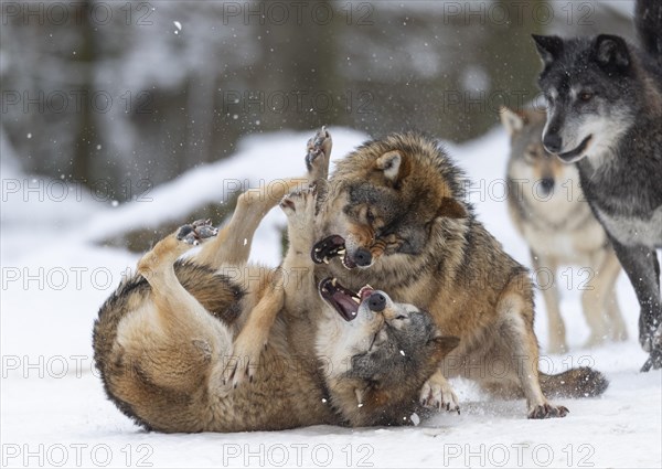 Algonquin wolf