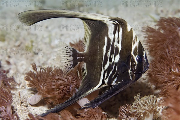 Humpback batfish