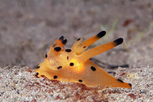 Picachu nudibranch also horn snail