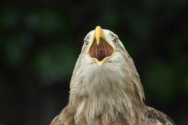 White-tailed eagle