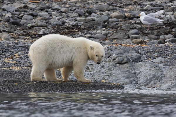 Lone Polar bear