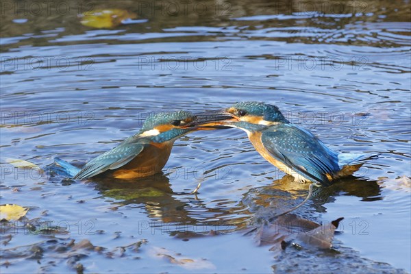 Two common kingfishers