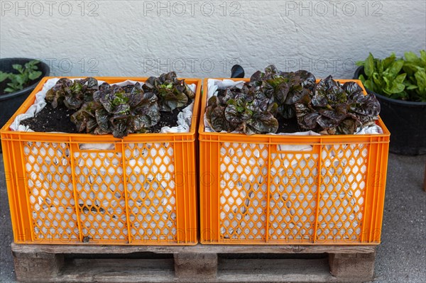 Plastic box as a salad bed on a wooden pallet