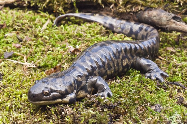 Tiger salamander