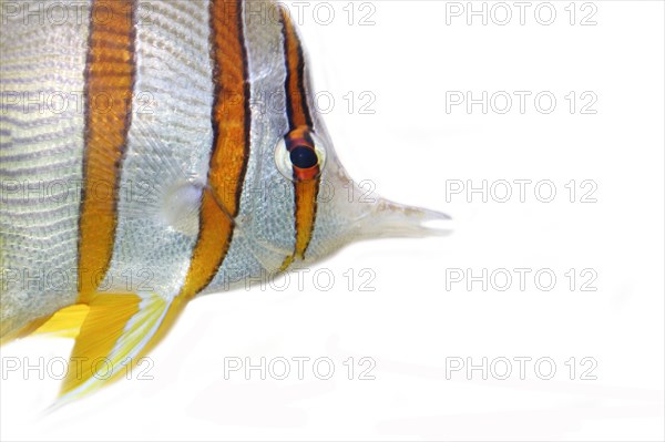 Copperband butterflyfish