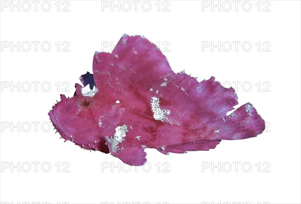 Leaf scorpionfish