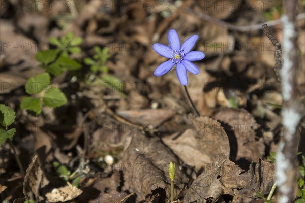 Blooming common hepatica