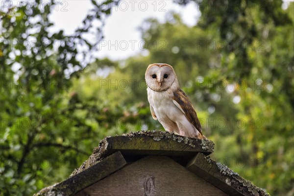 Common barn owl