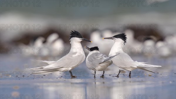 Sandwich Tern