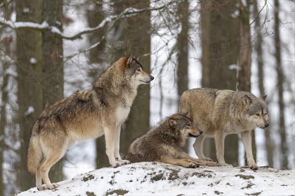 Wolf pack