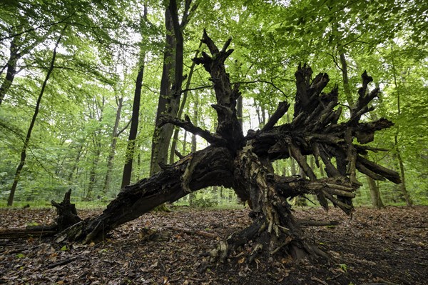 Beech forest in spring