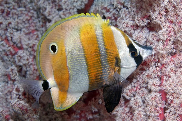 Golden-girdled coralfish