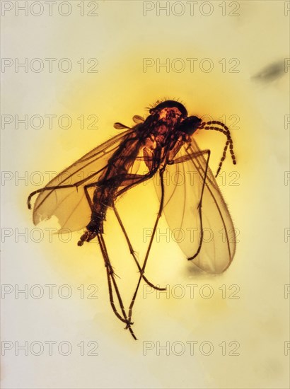 Fungus Gnat in Amber