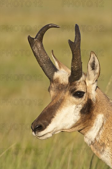 Pronghorn