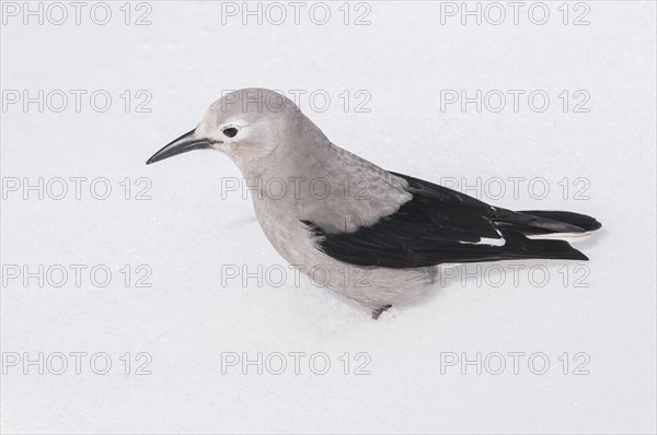 Clark's Nutcracker