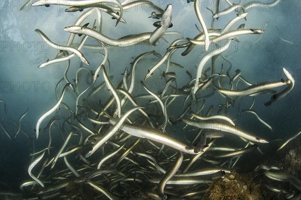 European eels