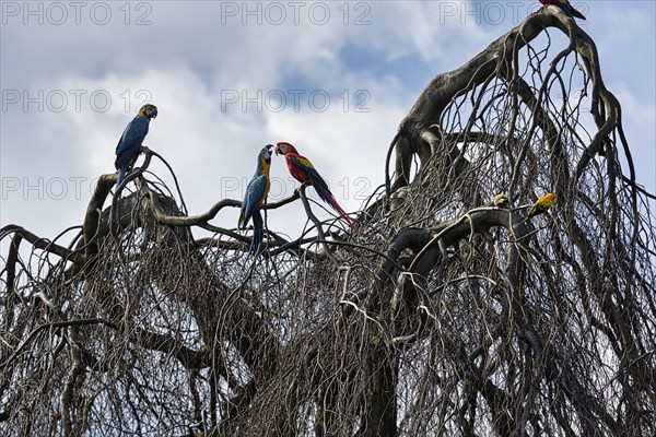 Various parrots sitting on a bare tree