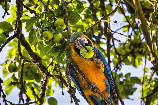 Blue and yellow macaw