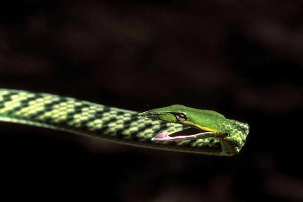 Green whip snake