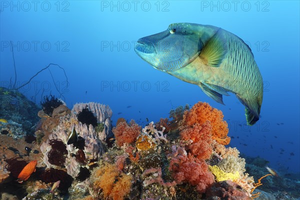 Napoleon humphead wrasse