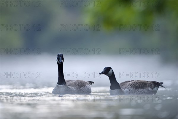 Canada Goose