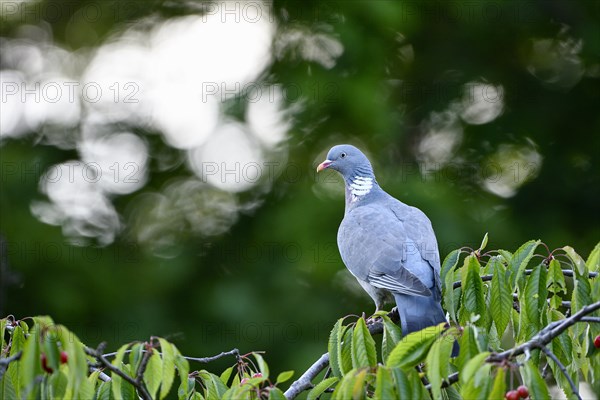 Common wood pigeon