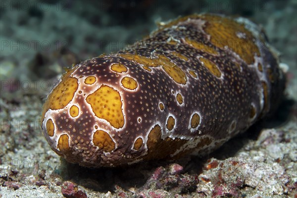 Sea cucumber