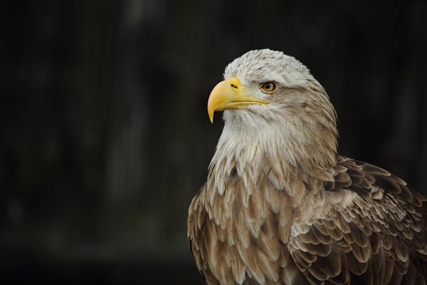 White-tailed eagle
