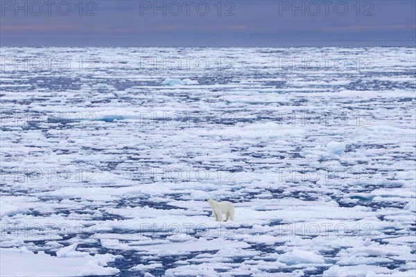 Lone polar bear