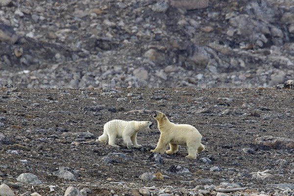 Polar bear