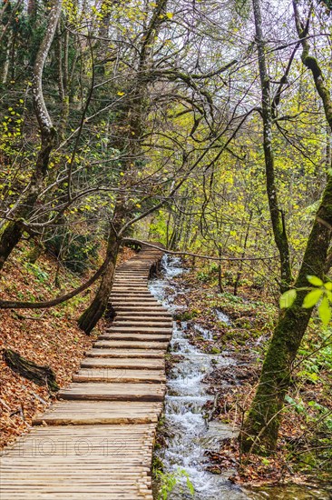 Wooden path and stream