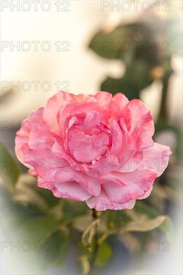 Shrub rose