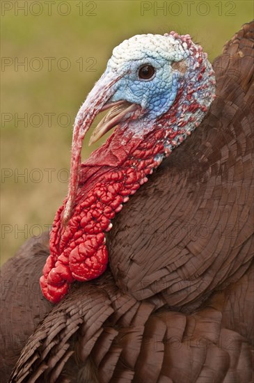 Wild Turkey