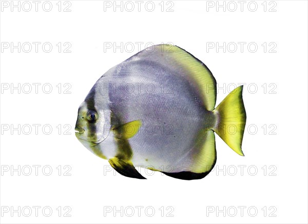 Orbicular batfish