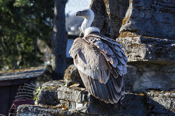 Griffon vulture