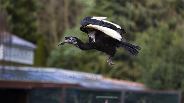 Northern ground hornbill