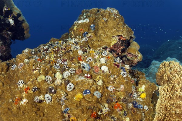 Large colony of Christmas tree worm