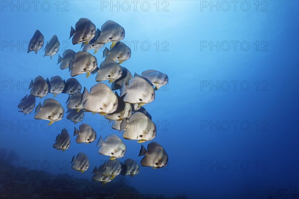 School of longfin batfish