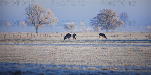Dune landscape with cows and hoarfrost near Mehr