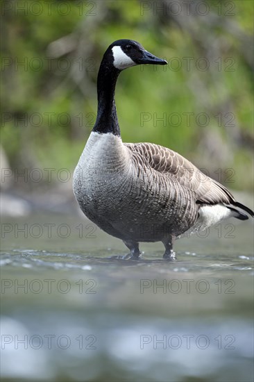 Canada Goose