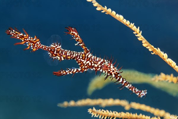 Ornate ghost pipefish