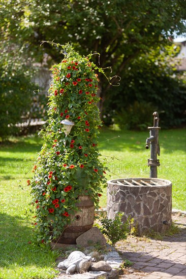 Black-eyed susan vine