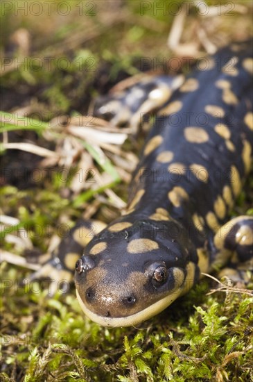 Tiger salamander