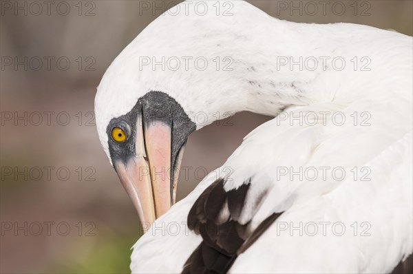 Nazca Booby