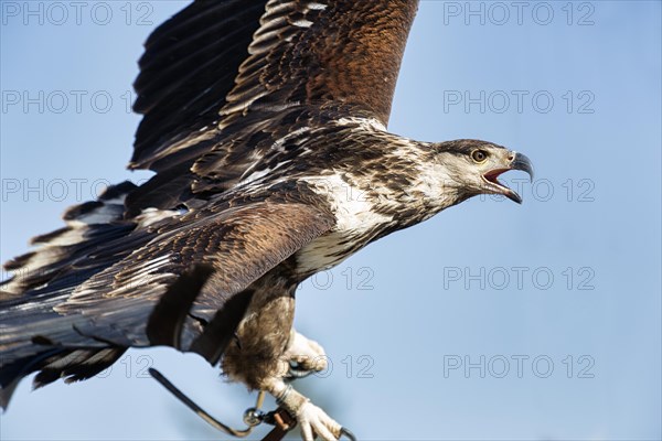 African fish eagle