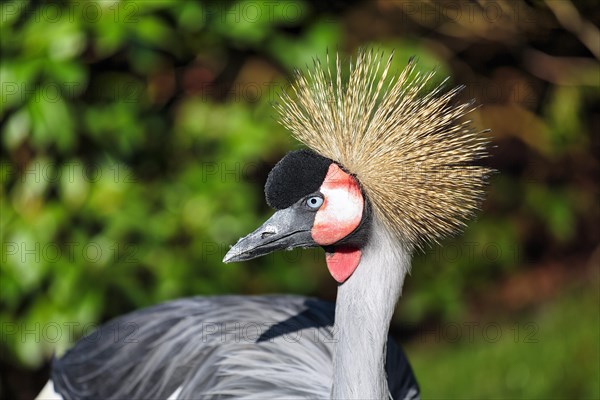 Grey gray crowned-crane