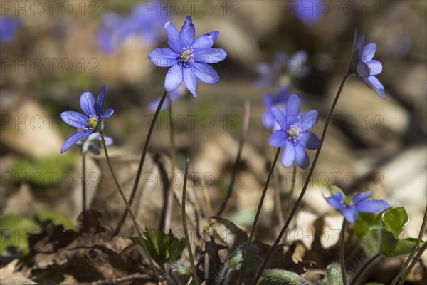 Blooming common hepatica