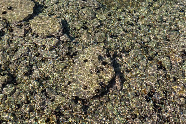 Sea urchin in a clear sea water