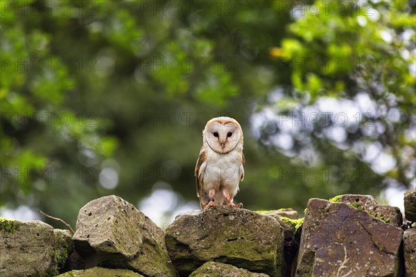 Common barn owl